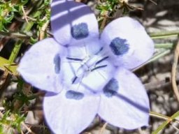 Roella species, maybe ciliata